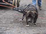 IWPA - Canine Weight Pull