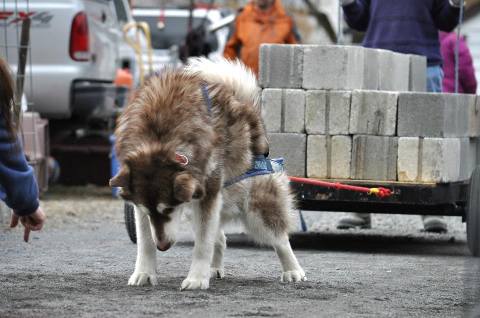 Canine Weight Pull