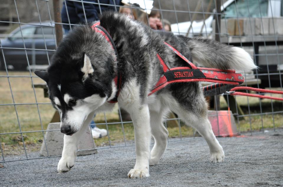 Canine Weight Pull