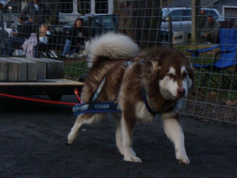 Canine Weight Pull