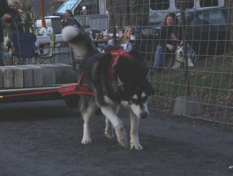 Canine Weight Pull