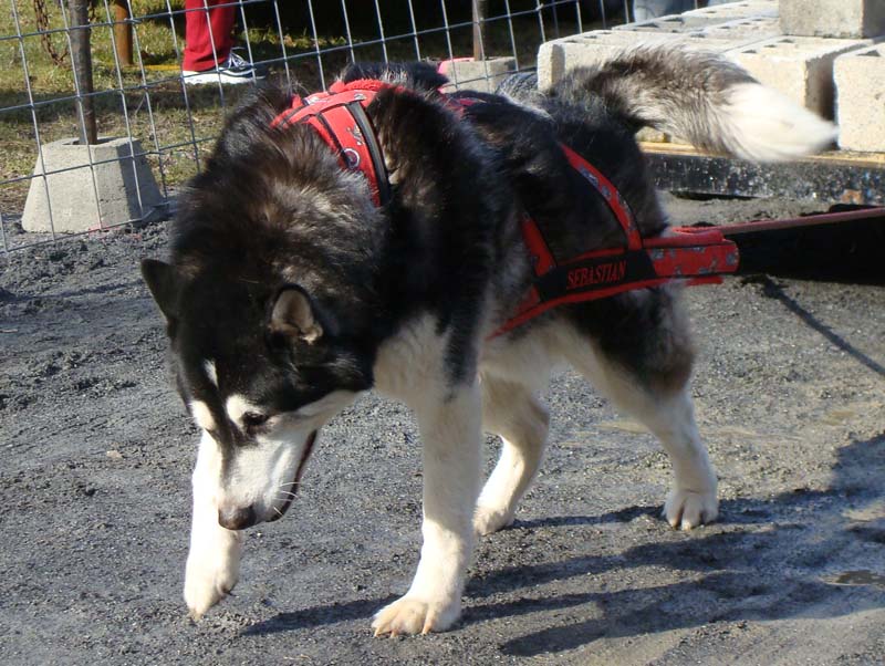 Canine Weight Pull