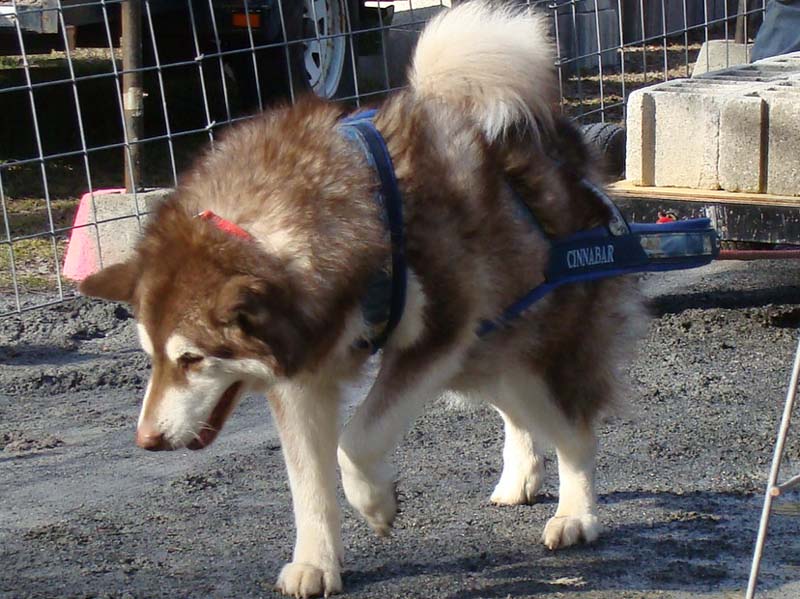 Canine Weight Pull