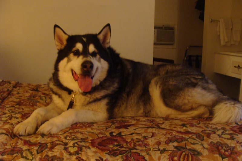 Sebastian occupying the bed