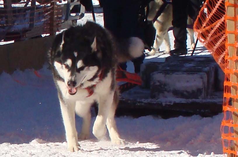 Sebastian weight pulling