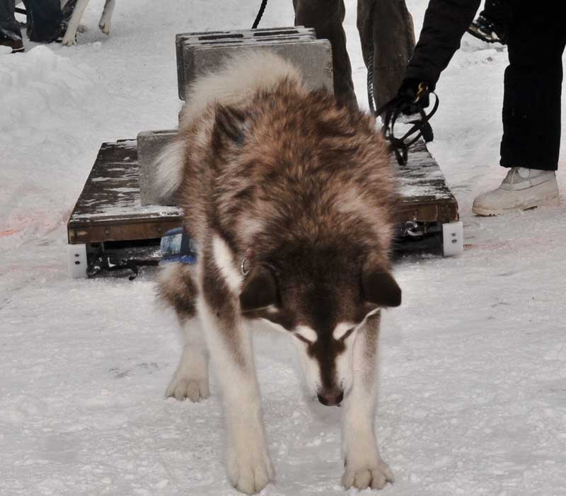 Canine Weight Pull