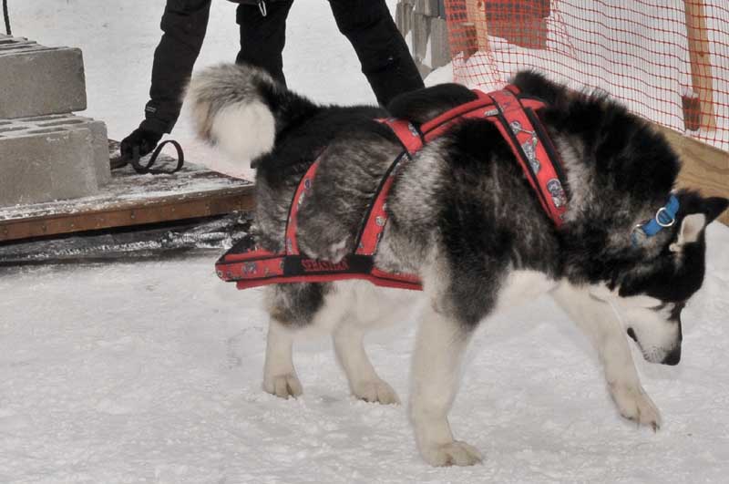 Canine Weight Pull