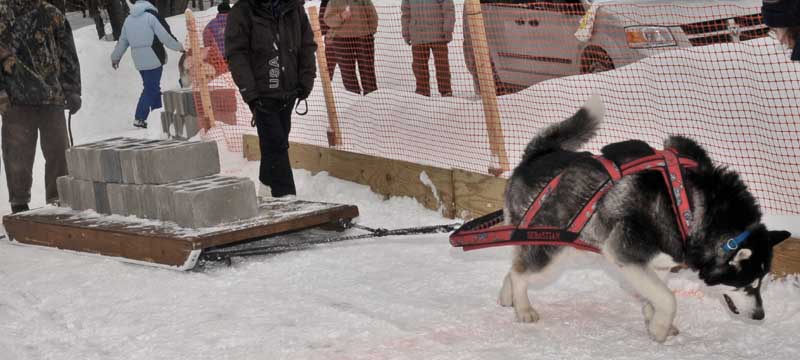 Canine Weight Pull