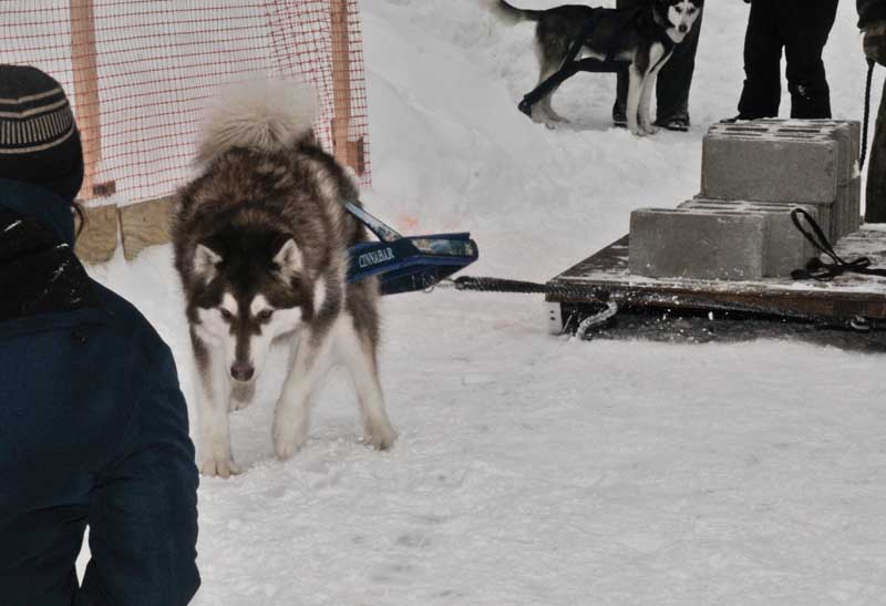 Canine Weight Pull