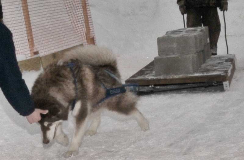 Canine Weight Pull