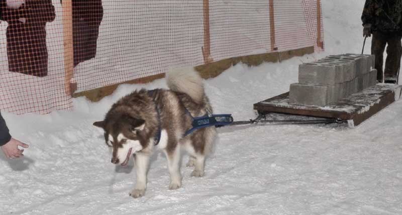 Canine Weight Pull