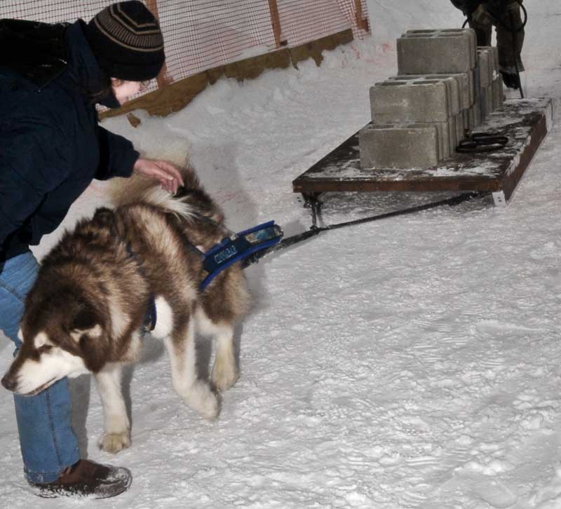 Canine Weight Pull