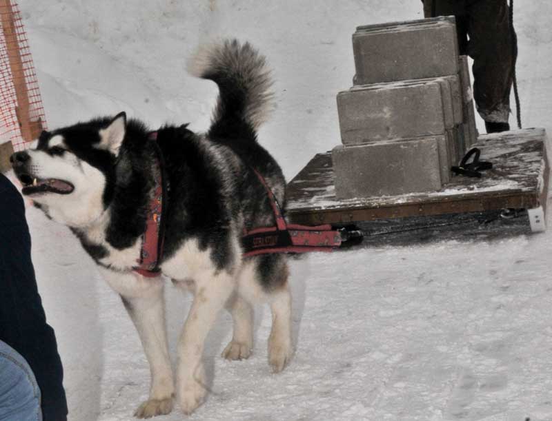 Canine Weight Pull