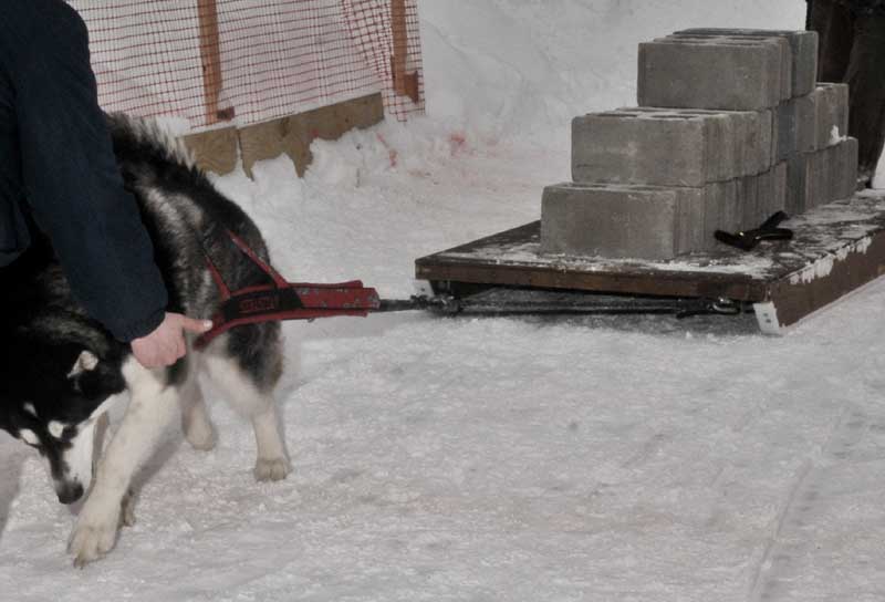 Canine Weight Pull