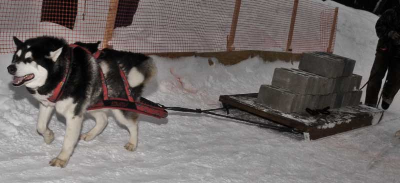 Canine Weight Pull