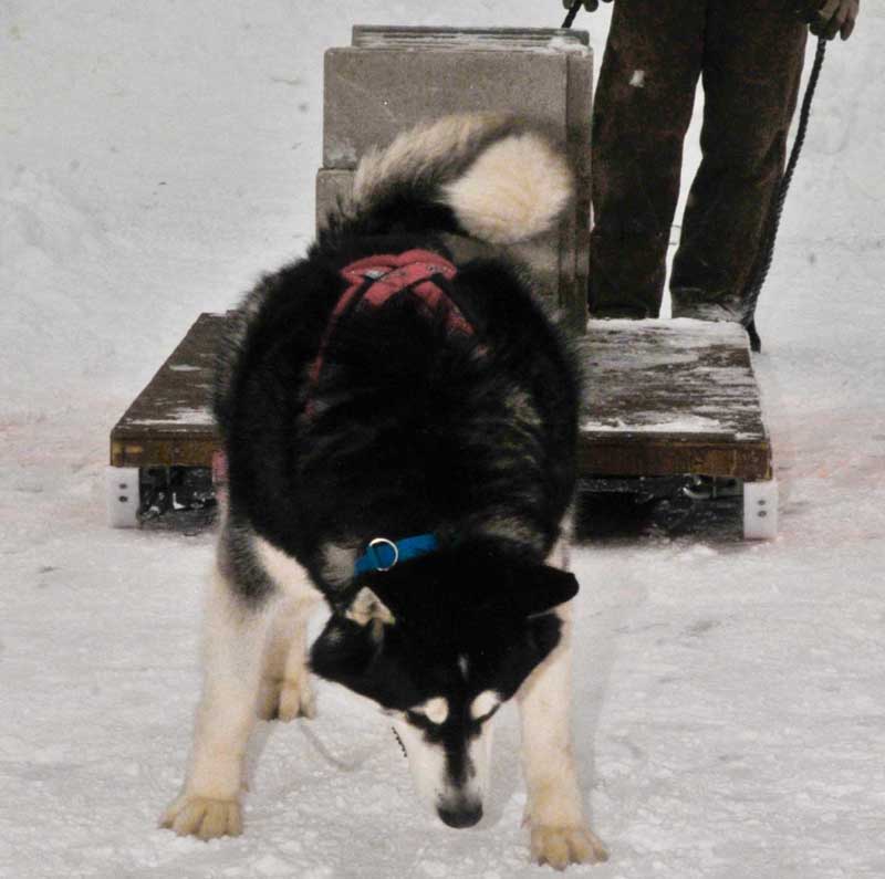 Canine Weight Pull