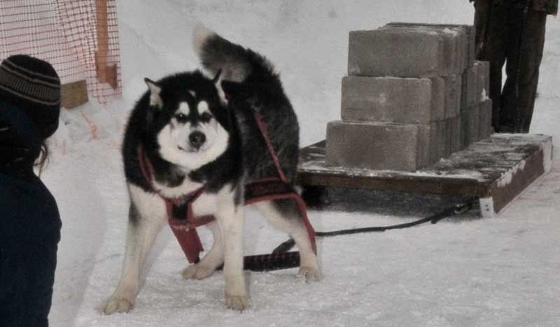 Canine Weight Pull