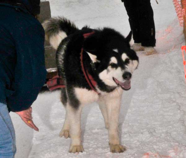 Canine Weight Pull