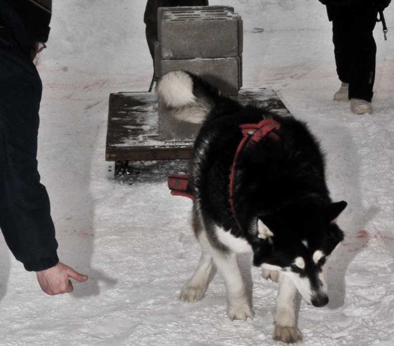 Canine Weight Pull