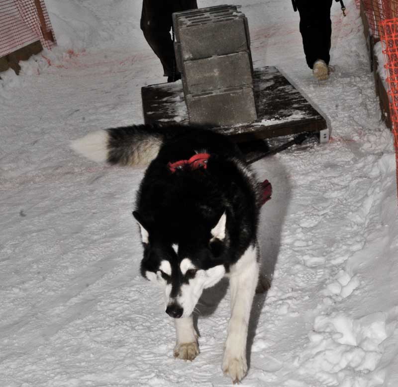 Canine Weight Pull