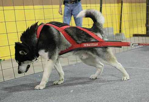 how much weight can a dog pull on a sled