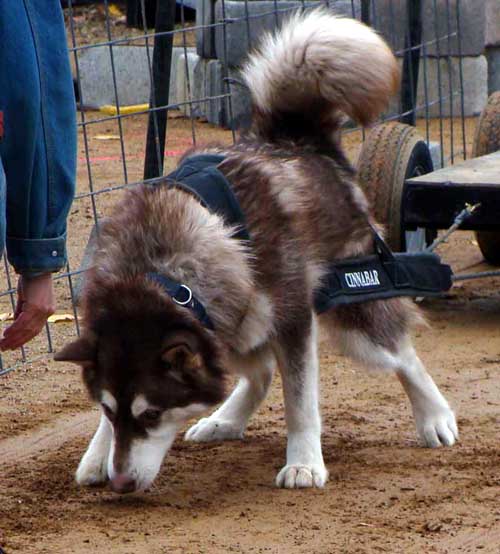 Cinnabar weightpulling