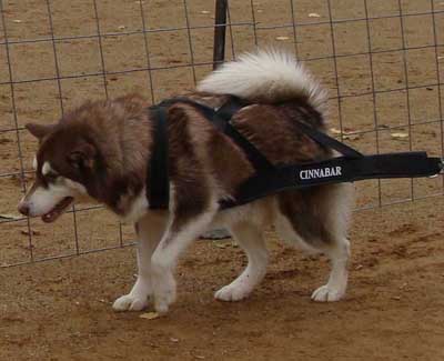 Cinnabar weightpulling