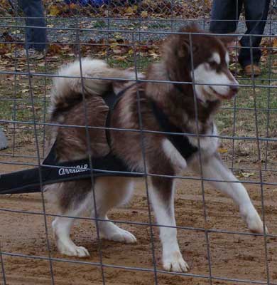 Cinnabar weightpulling