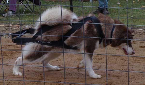 Cinnabar weightpulling