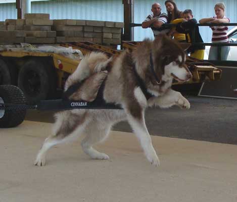 Cinnabar UKC Weight Pull