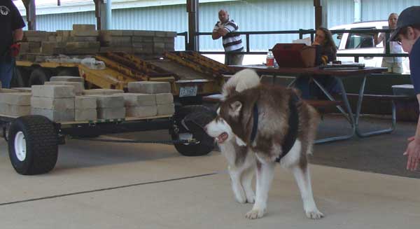 Cinnabar UKC Weight Pull