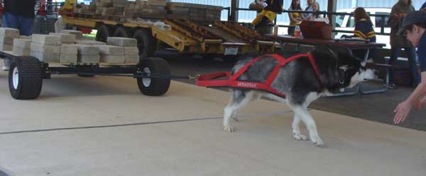 Sebastian UKC Weight Pull