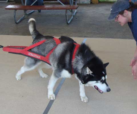 Sebastian UKC Weight Pull