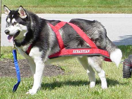 malamute pulling harness